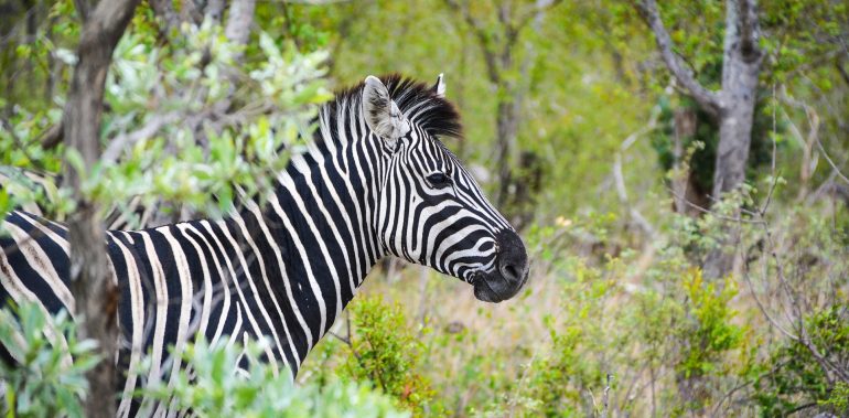 Spot on Travel Krüger National Park Sydafrika